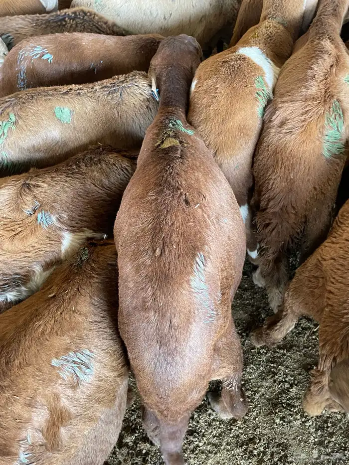 غنم سواكن مخاصي 14