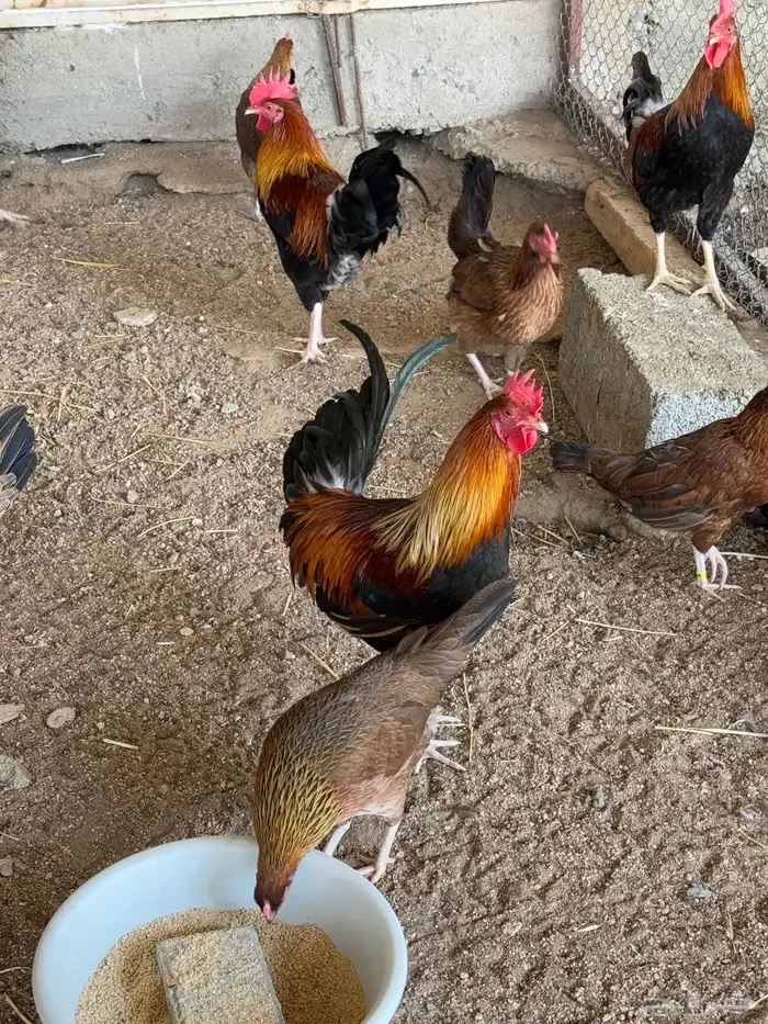 دجاج عربي اصيل فري ترثه 4