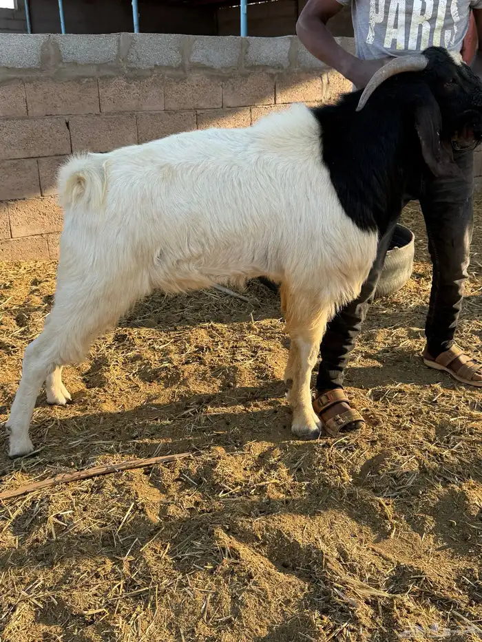 فحول هجين بورقت مستوى طيب 5