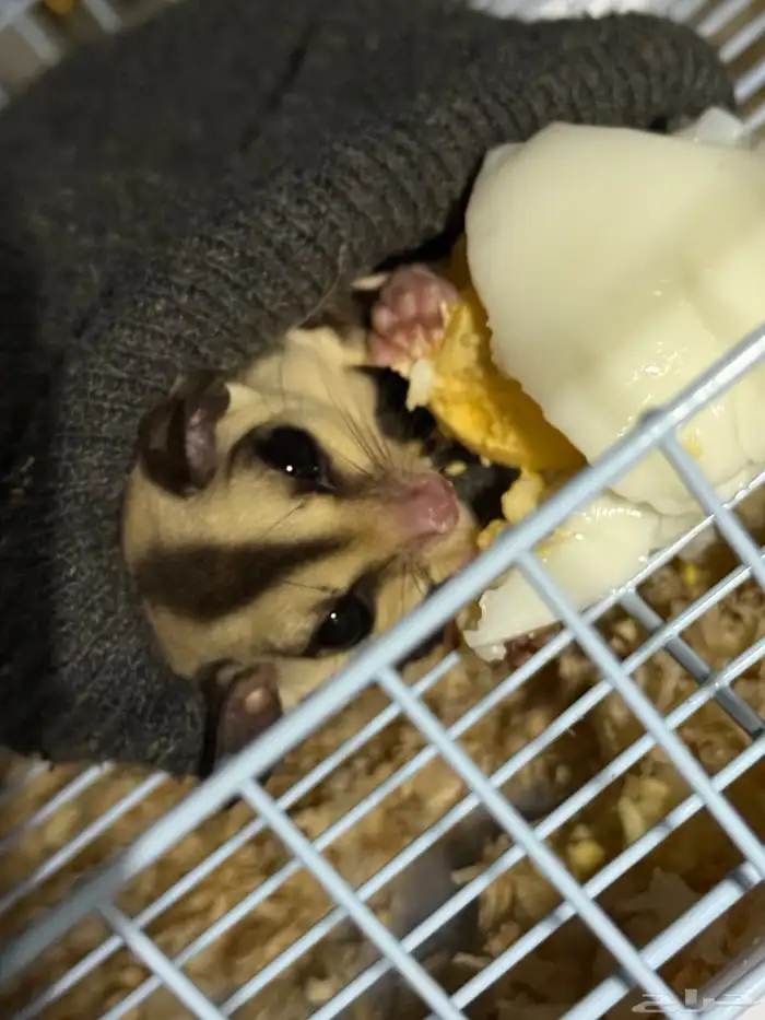 السنجاب الطائر (ذكر) مع ملحقاتة 5