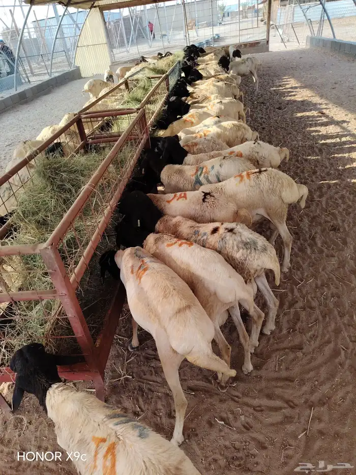 برابر صومالية ممتازة جملة وتفريد 1