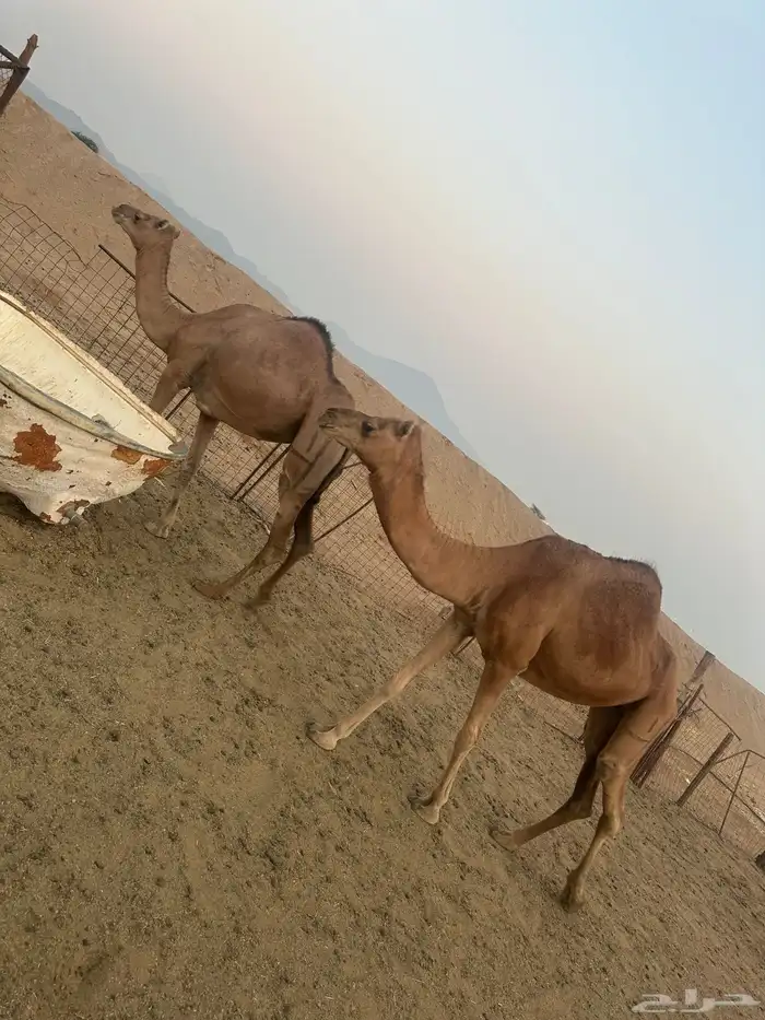 ناقتين سواحل على ضراب صغار سن 0