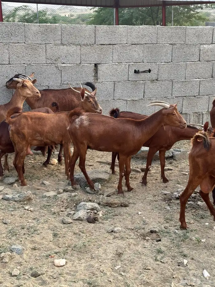 معزا دهم فاخره عدد 17( تم البيع) 1