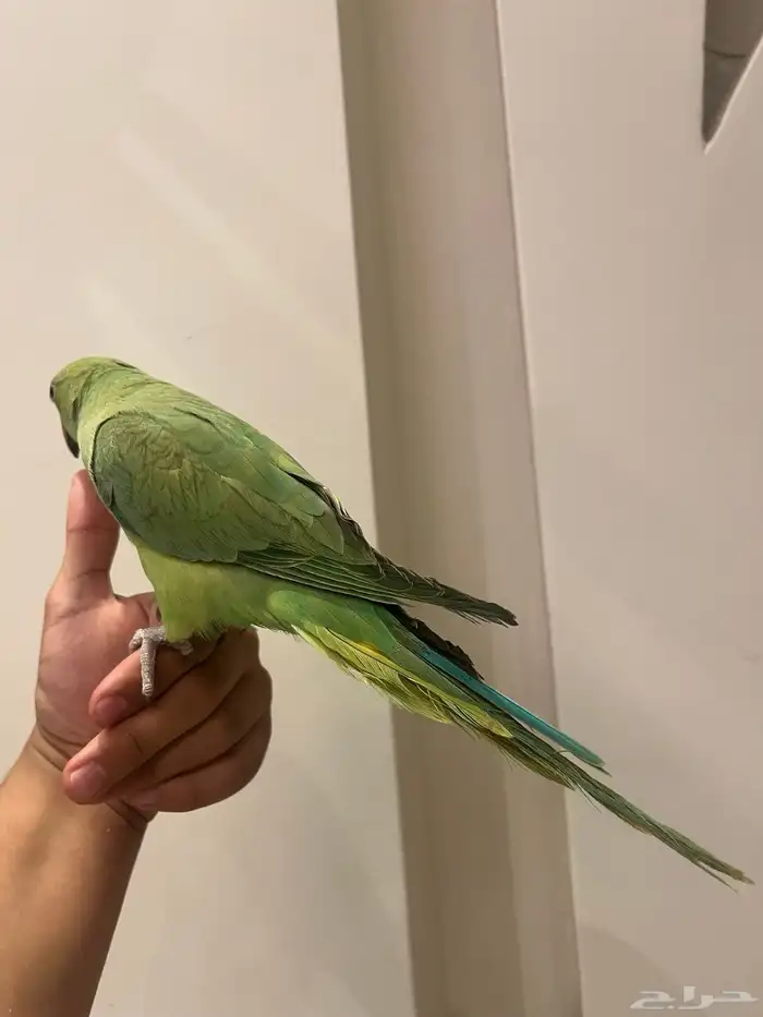 فرخ دره اليف 2