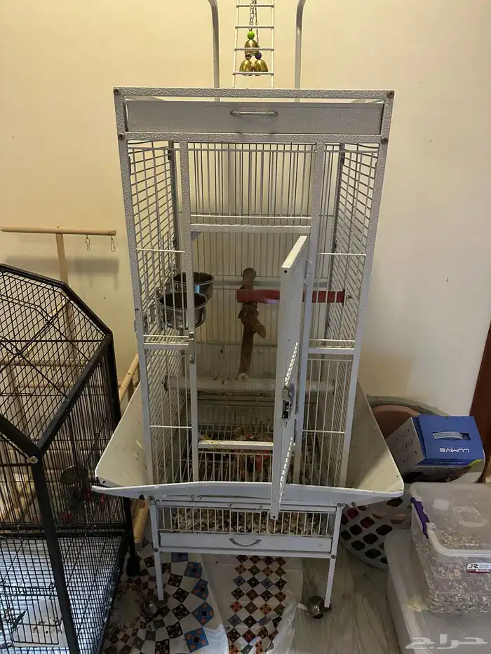 كاسكو افريقي اليف للبيع 1