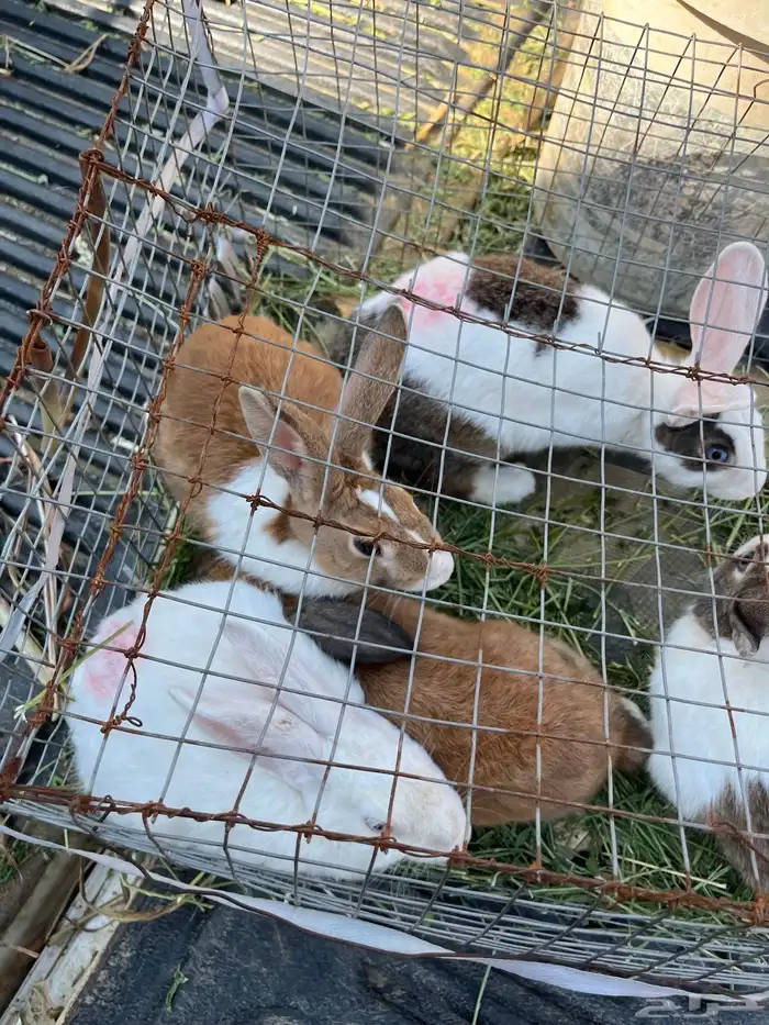 ارانب للبيع 6