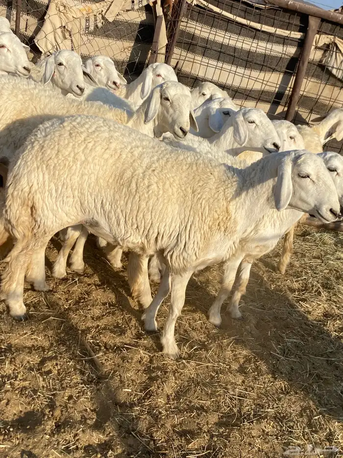 جذعات دفيع صنف الصنف 2