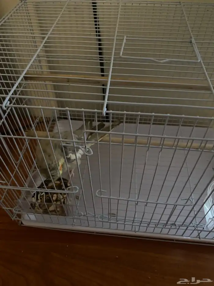 ببغاء كروان 3