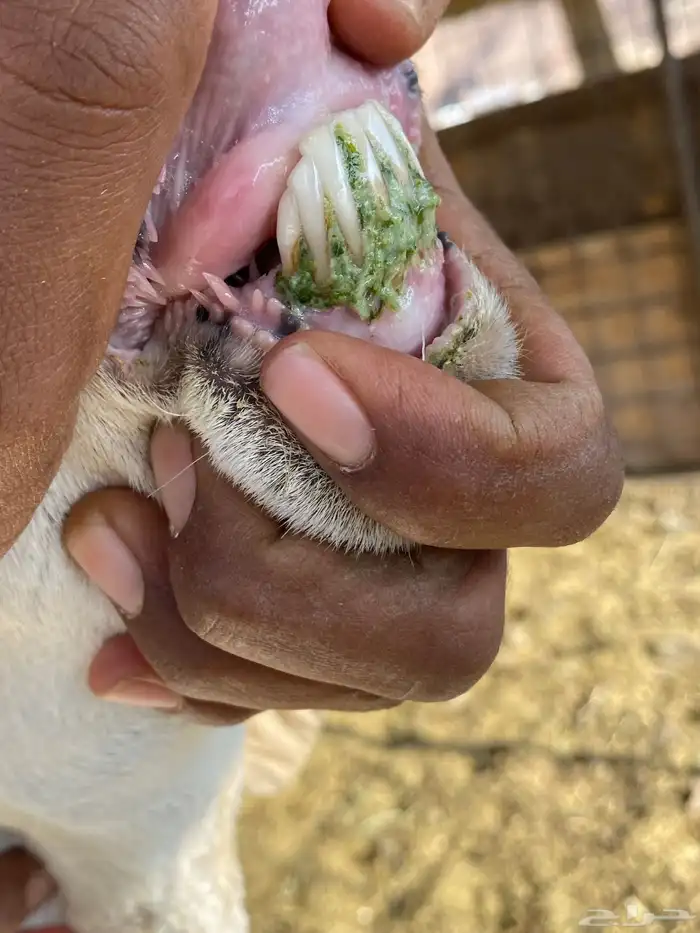 نعاج رفديات صنف مضاريع فحص سونار 19