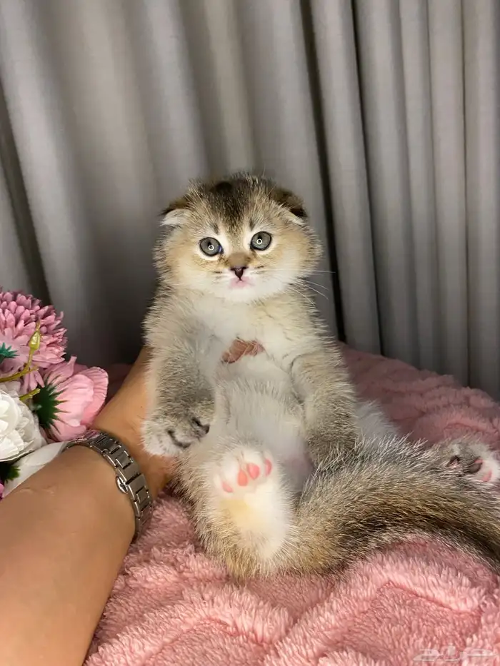 قطط كيتن سكوتش تربل فولد للبيع 4