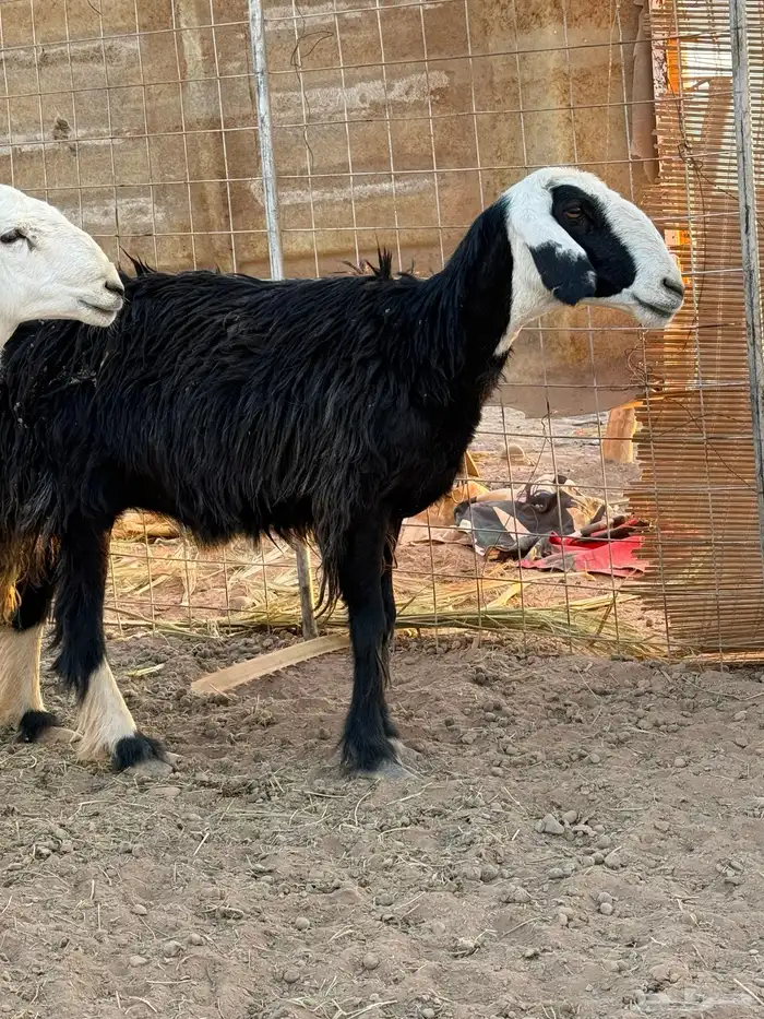 نعجه نجديه 2