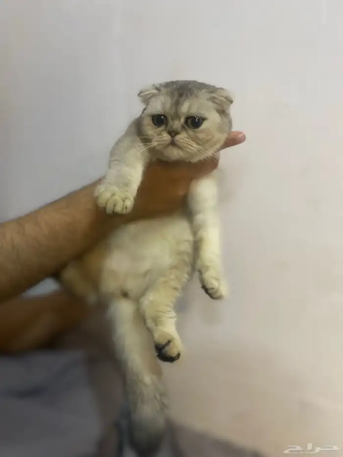 قطط ستكوش كيتن 2