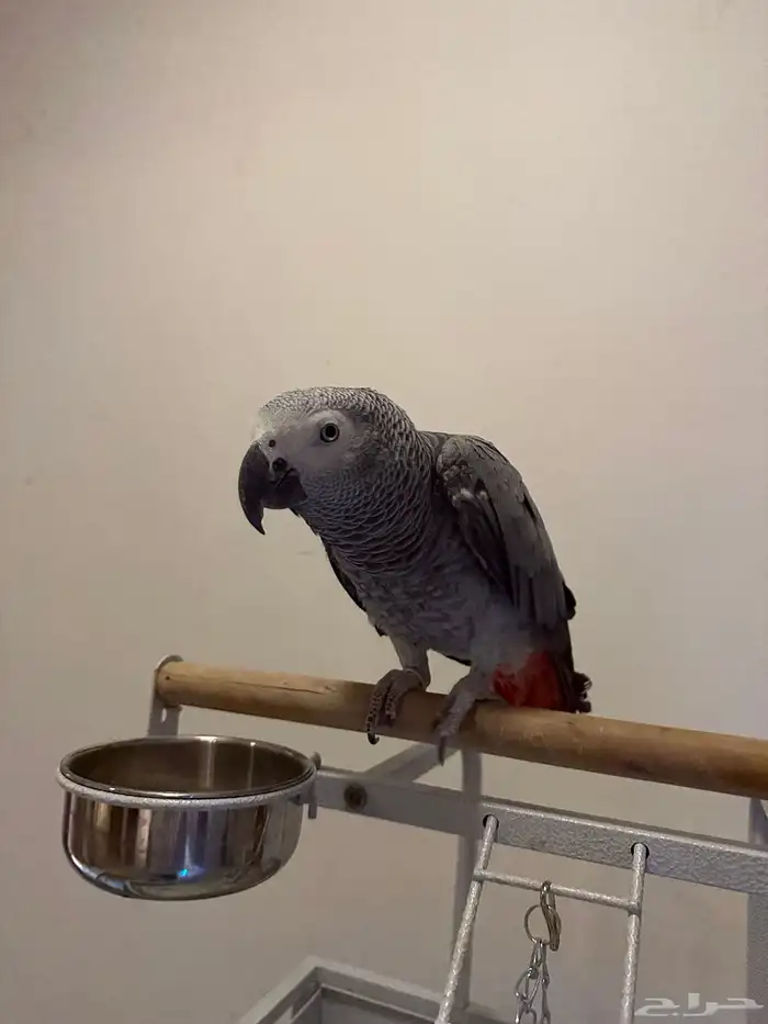 كاسكو افريقي اليف للبيع 2