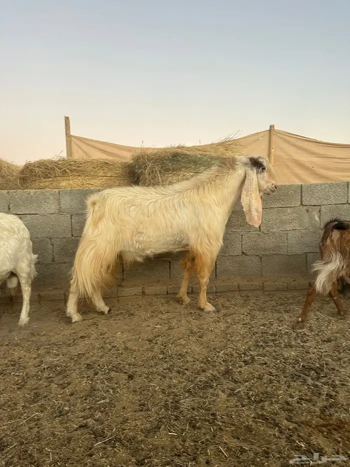 تيس فحل سن رباع منتج 0