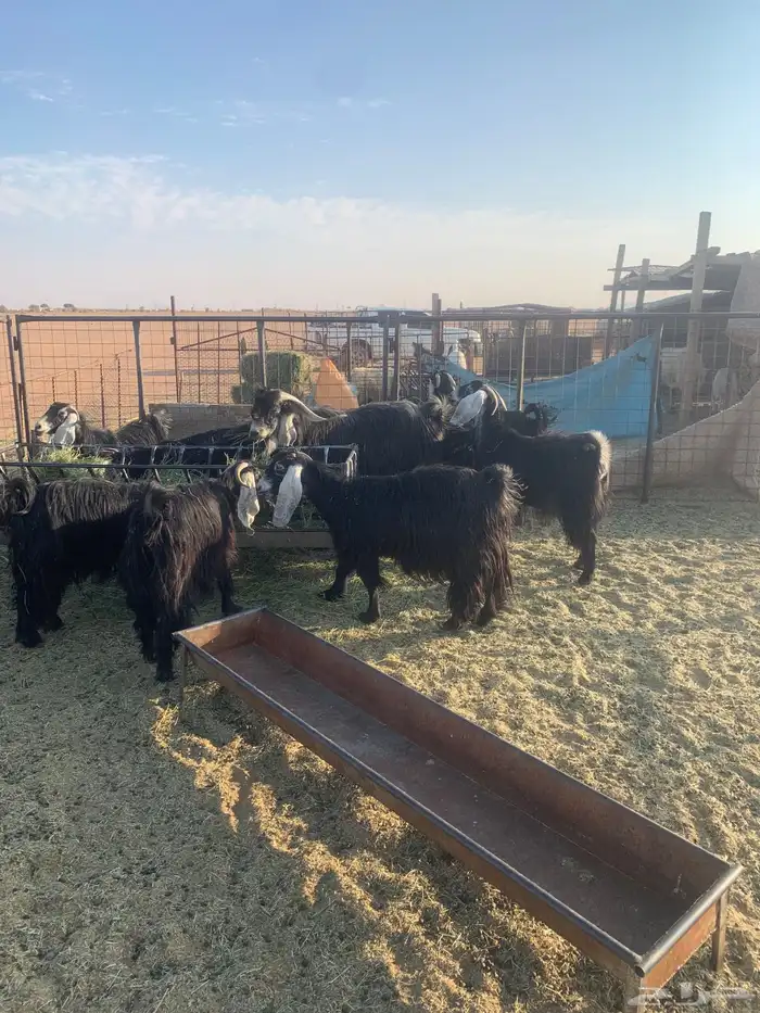 معزا عوارض فاخرات صنف الصنف( تم البيع ) 4