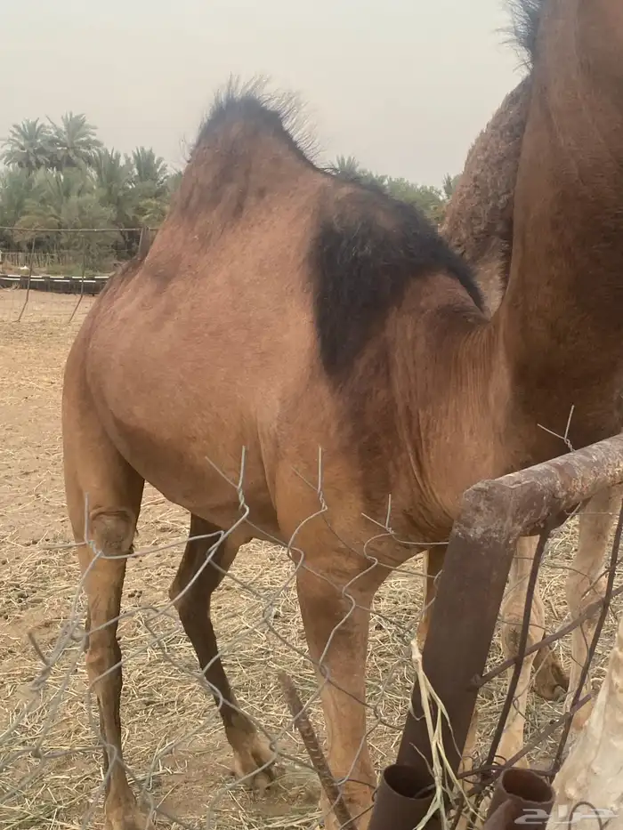 جمل للبيع 2