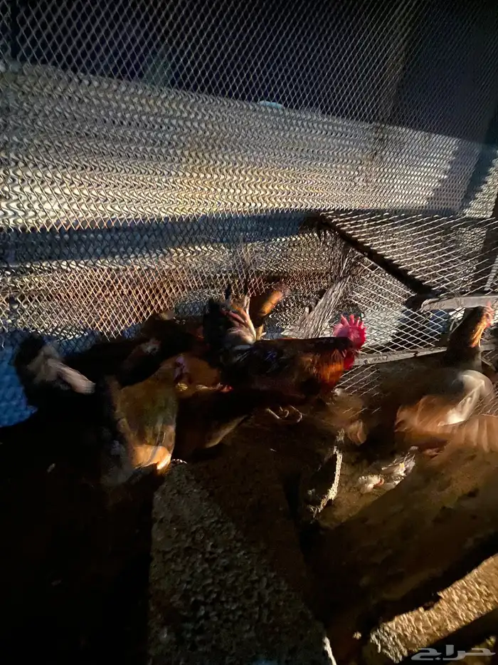 دجاج بلدي فري الوان حمر فواتح بياض شرط 18