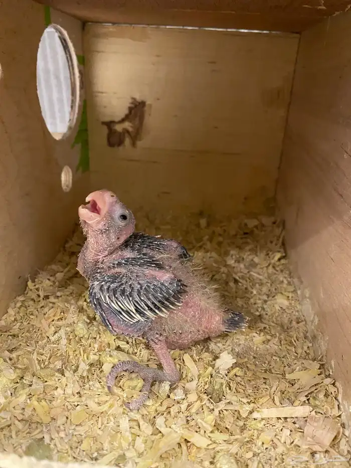 للبيع فرخ كروان 1