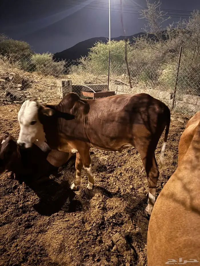 حسلان ذكور للبيع العمر سنه 0