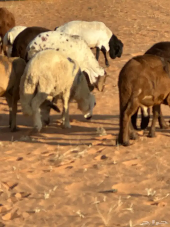 رفيد جذعان مرابي طب وتخير 86