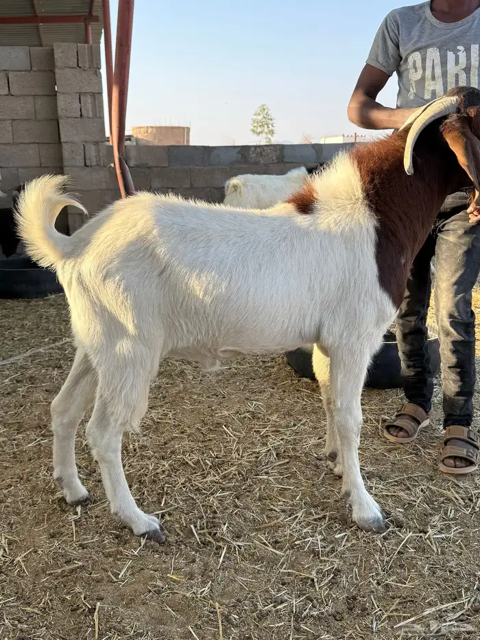 فحول هجين بورقت مستوى طيب 7