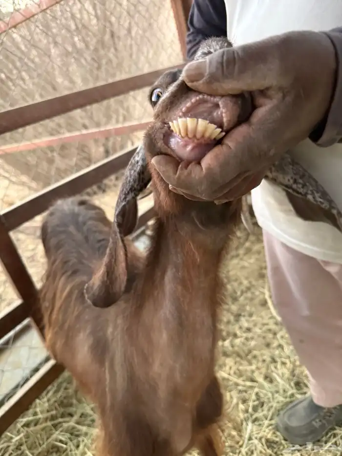 معزا مشاريك حيل 5