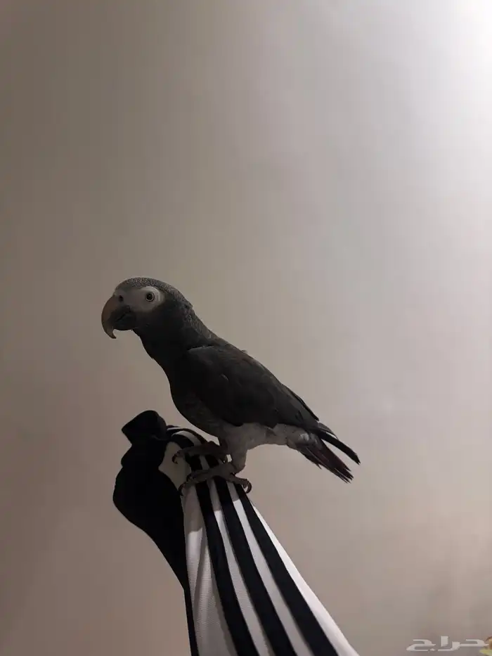 ببغاء كاسكو غيني اليف ملك كلام ما شاء الله لأهل التميز 4