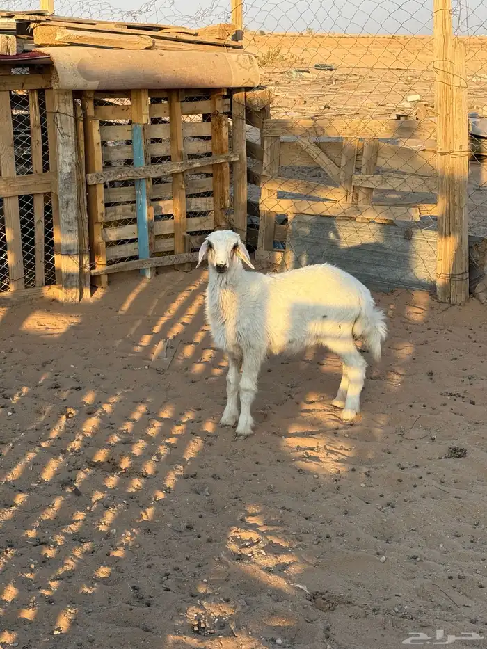 رخل للبيع في القويعية 0