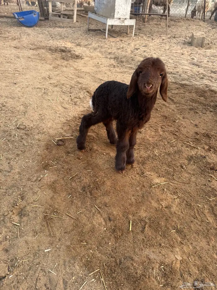 داغور نعيم خروف 2