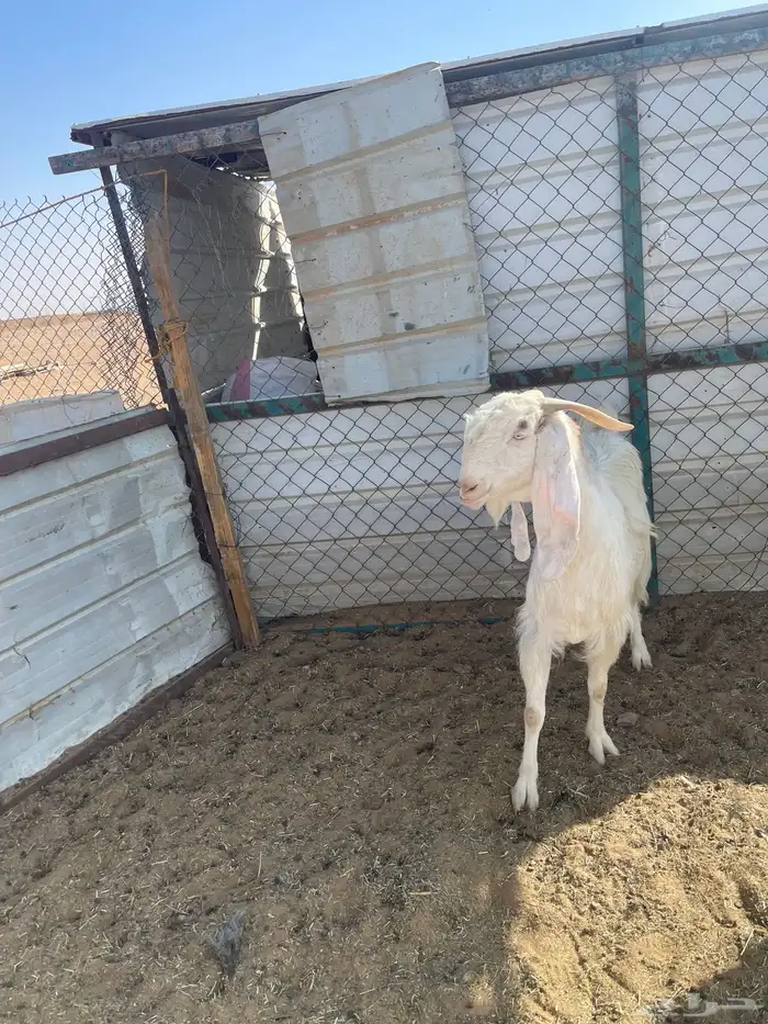 عنز جرم كفو دافع 7