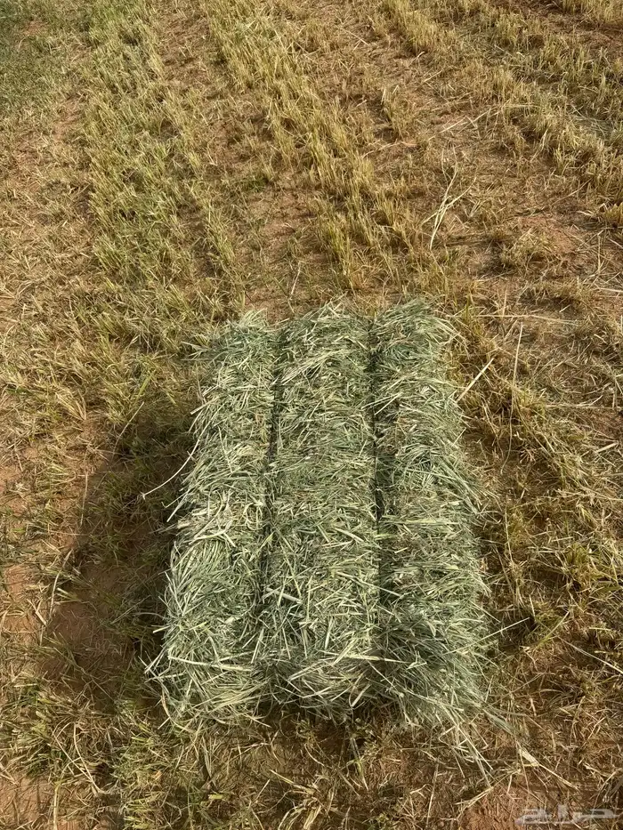 رودس شد 85 الوزن من 12 الى18 لبانة جلاس 0