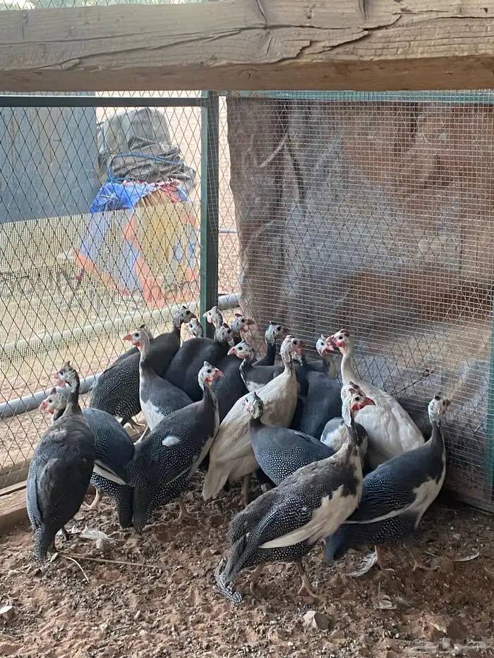 دجاج حبشي نقوه وتصنيف عاليه بيع تفريد او جملة 2