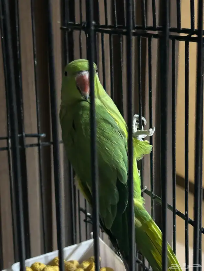 ببغاء درة هندي 0