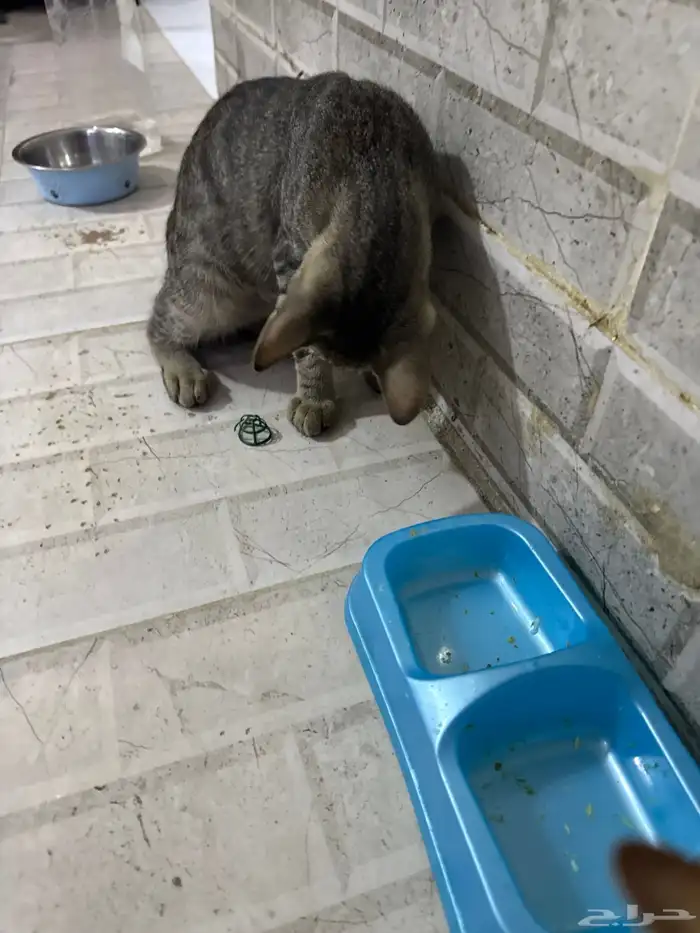 قطط للتبني 2