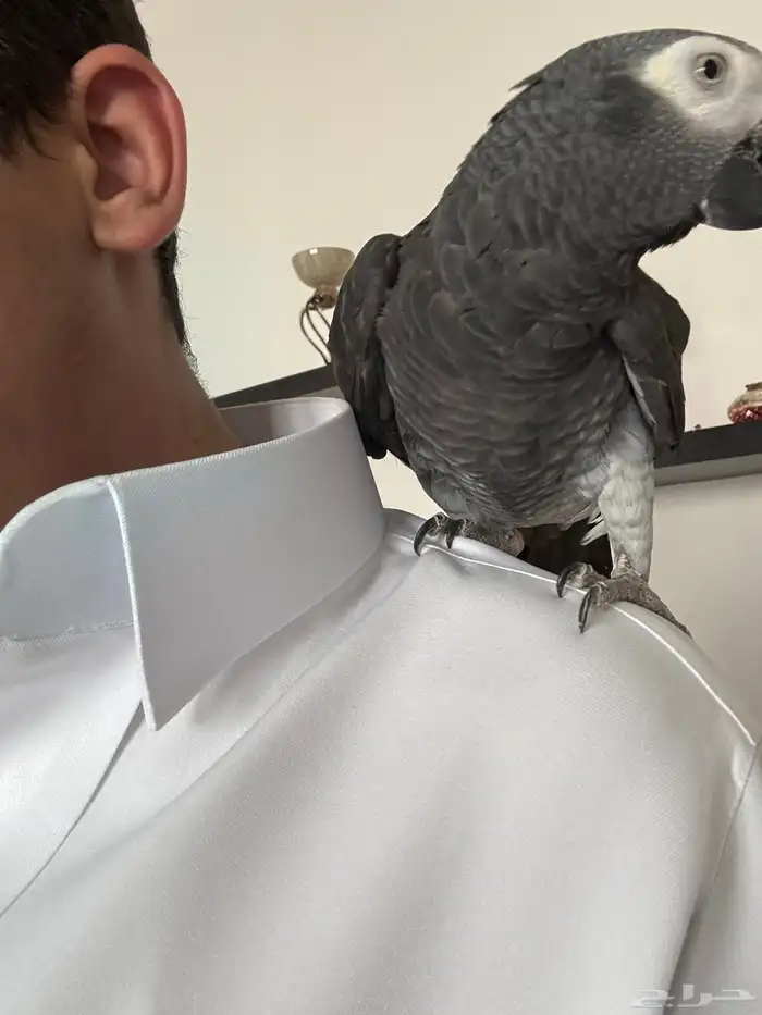 ببغاء كاسكو غيني اليف ملك كلام ما شاء الله لأهل التميز 2