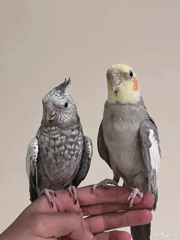 كروان زوج اليف للبيع 2