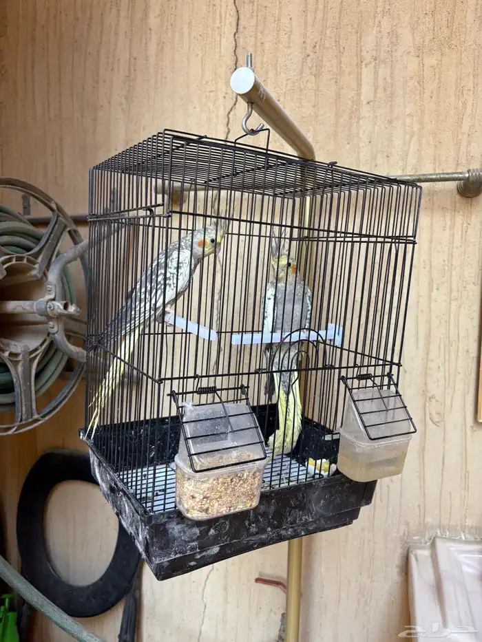 زوج كروان في مرحلة الانتاج 7