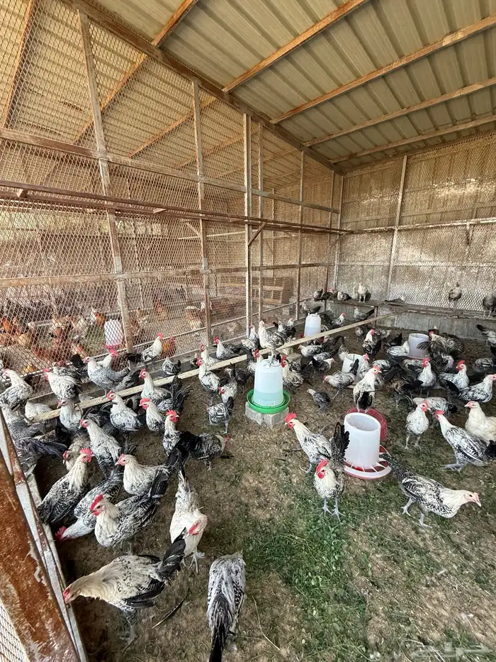 دياكة و دجاج نوع في ومي للبيع 4