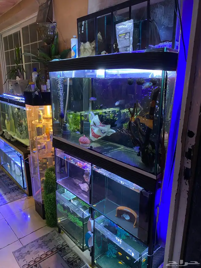 تفصيل احواض سمك وزواحف او صيانه الحوض 0