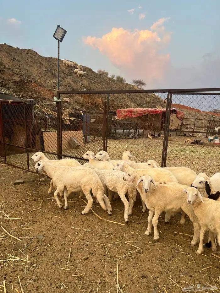 طليان ورخال 7