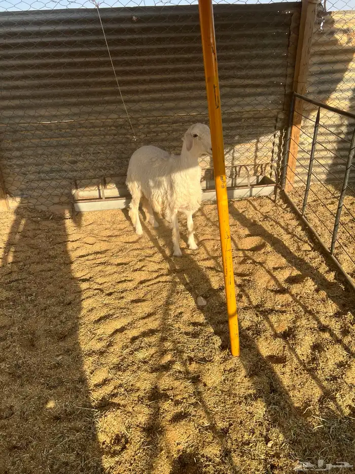 طليان فاخره ذبايح ورخال مقنوي وذبح 6