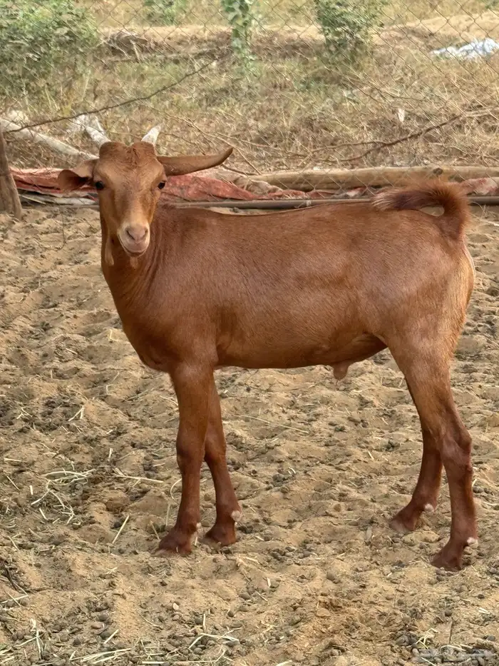 جفرة وتيس دهم بلدي صافي 0