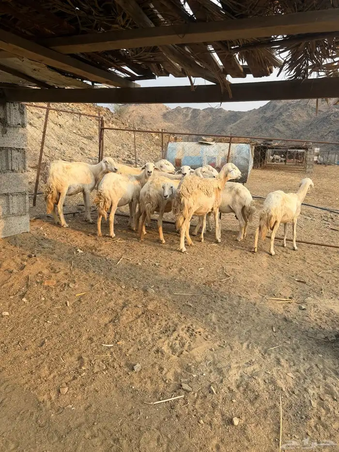 ضأن مقاني للبيع 0