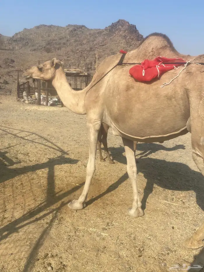 خلفه ساحليه طيبه للبيع 0