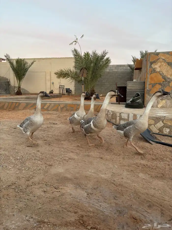 للبيع وز عراقي اصلل 2