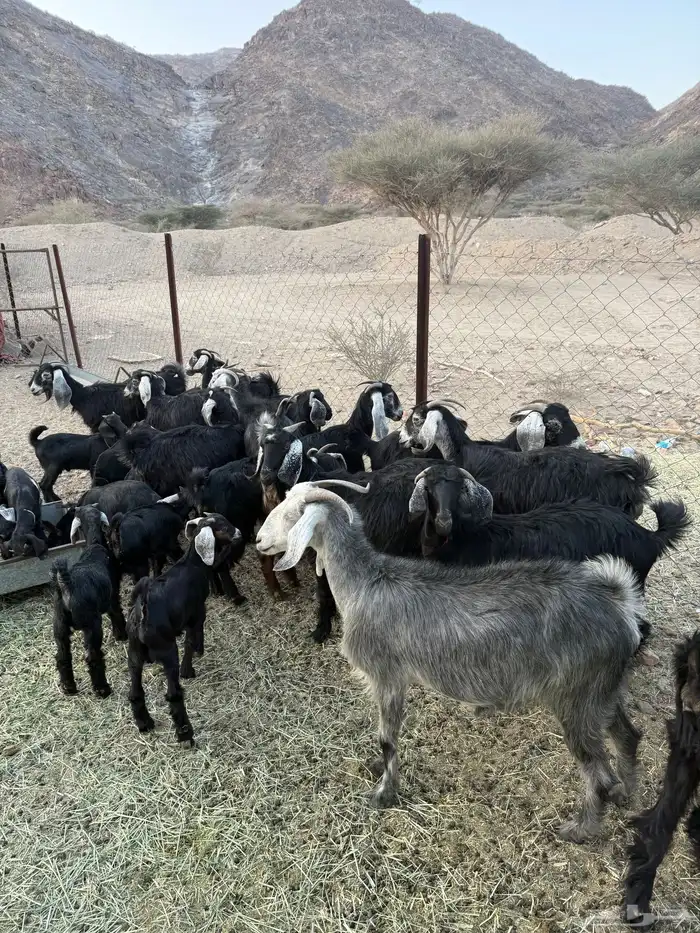 معزاء اباكير متابيع كفو 4