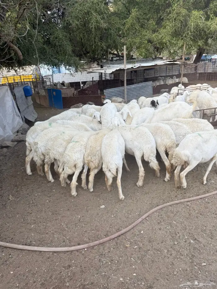 غنم البيع العدد 75 تحتها 8 2