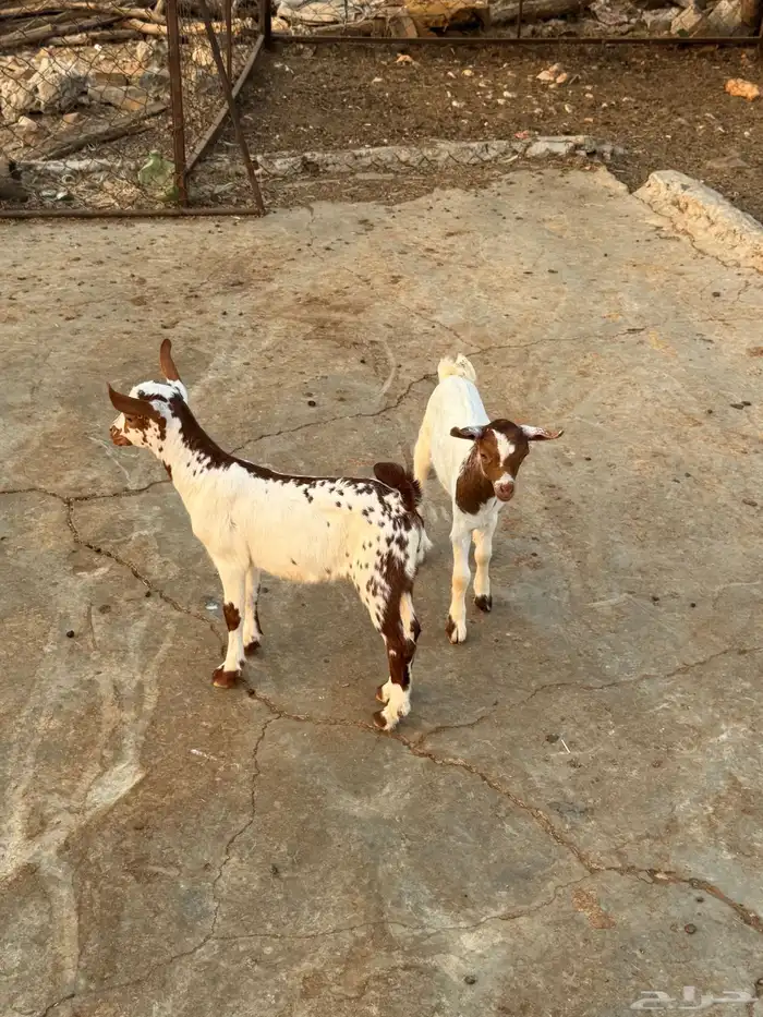 تيوس للبيع 4