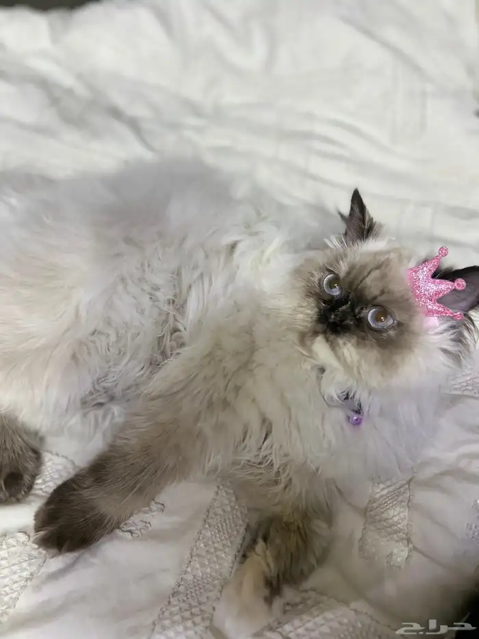 قطوة للتبني 4