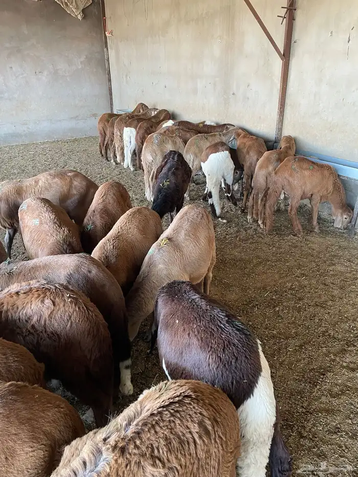 غنم سواكن مخاصي 4